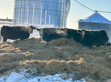 snowy cows.jpg