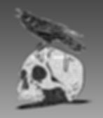 raven_small