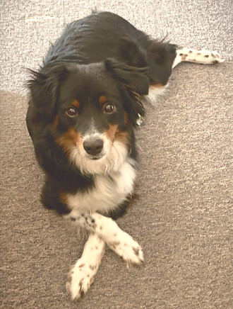 Mini Australian Shepherd laying 