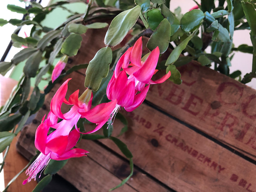 Blooming Will Happen