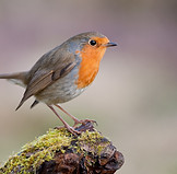 AdobeStock_84921681.jpeg