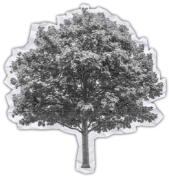 arbre_papier_effet_froisé.png
