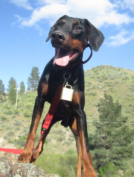 Black and rust European Doberman male Shulin close up, looking joyful, with blue sky and mountains in bacground.