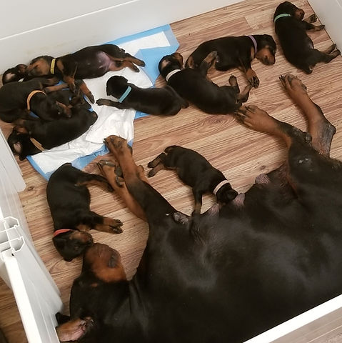 Dam Nala resting with all ten August 2025 pups