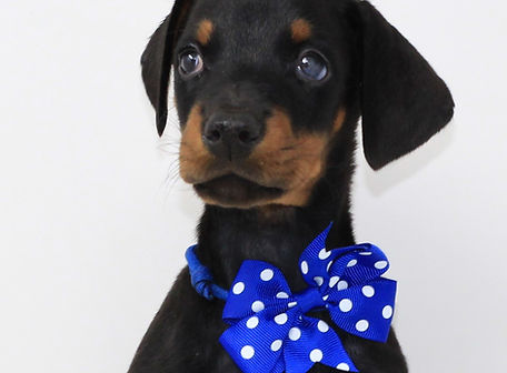 blue puppy (3)_edited.jpg