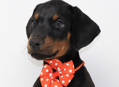 orange puppy (7)_edited.jpg