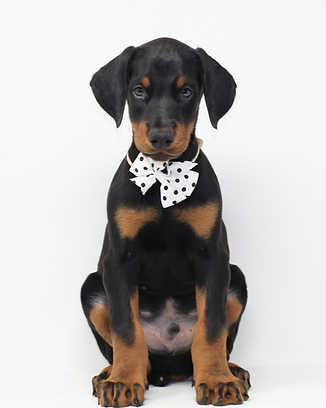 white puppy (1)_edited.png