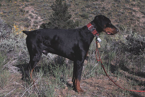 Black and rust European Doberman male Shulin standing on a mountainside. side pose. Exhibiting his beautiful structure and posture and musculature lines.