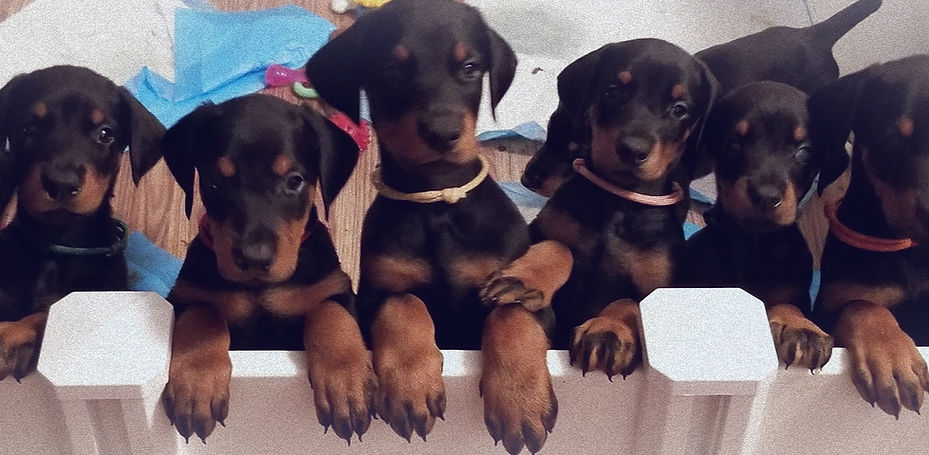 nine pups lined up from the August 2025 litter awaiting a meal
