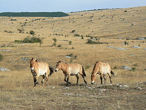 Causse_Méjean_Chevaux_de_Przewalski