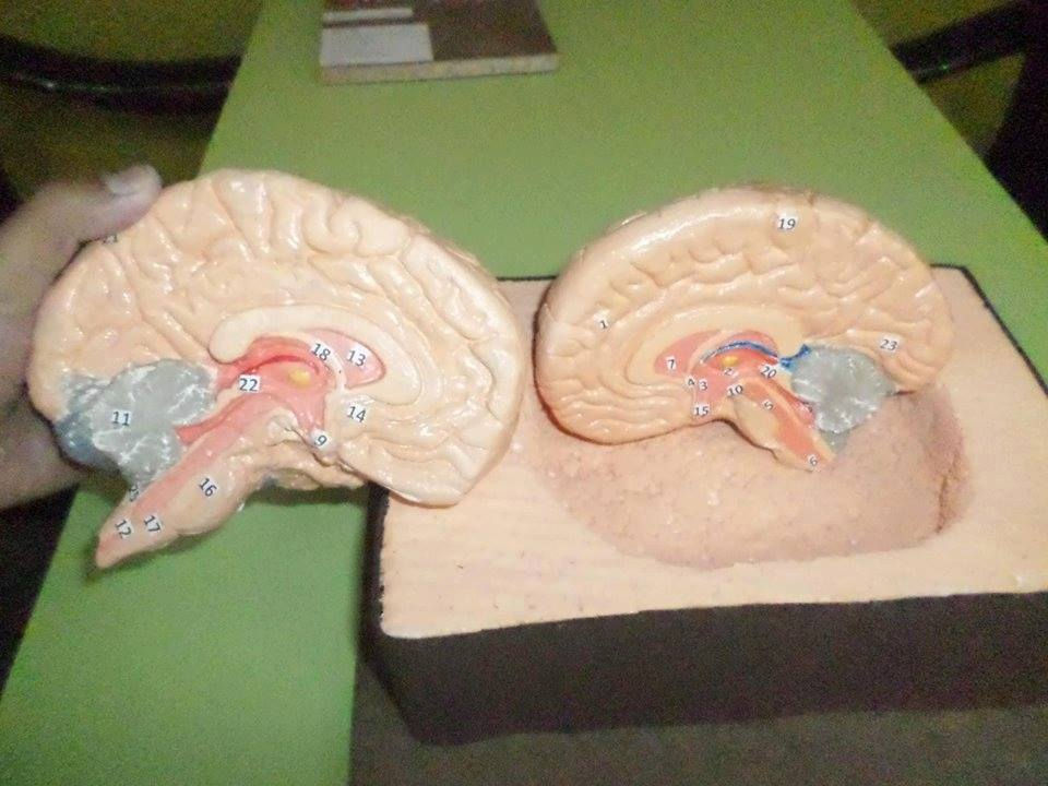 maquetas 5