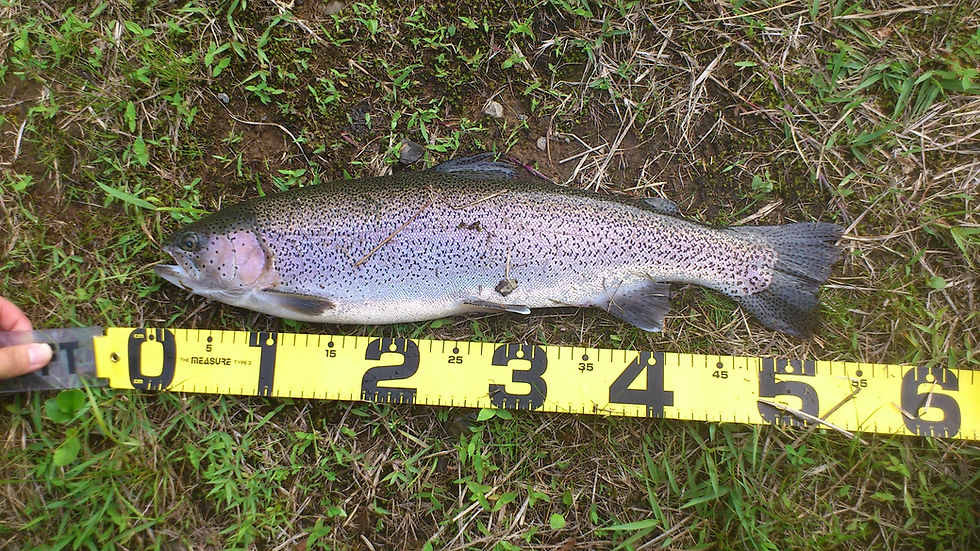 50cm