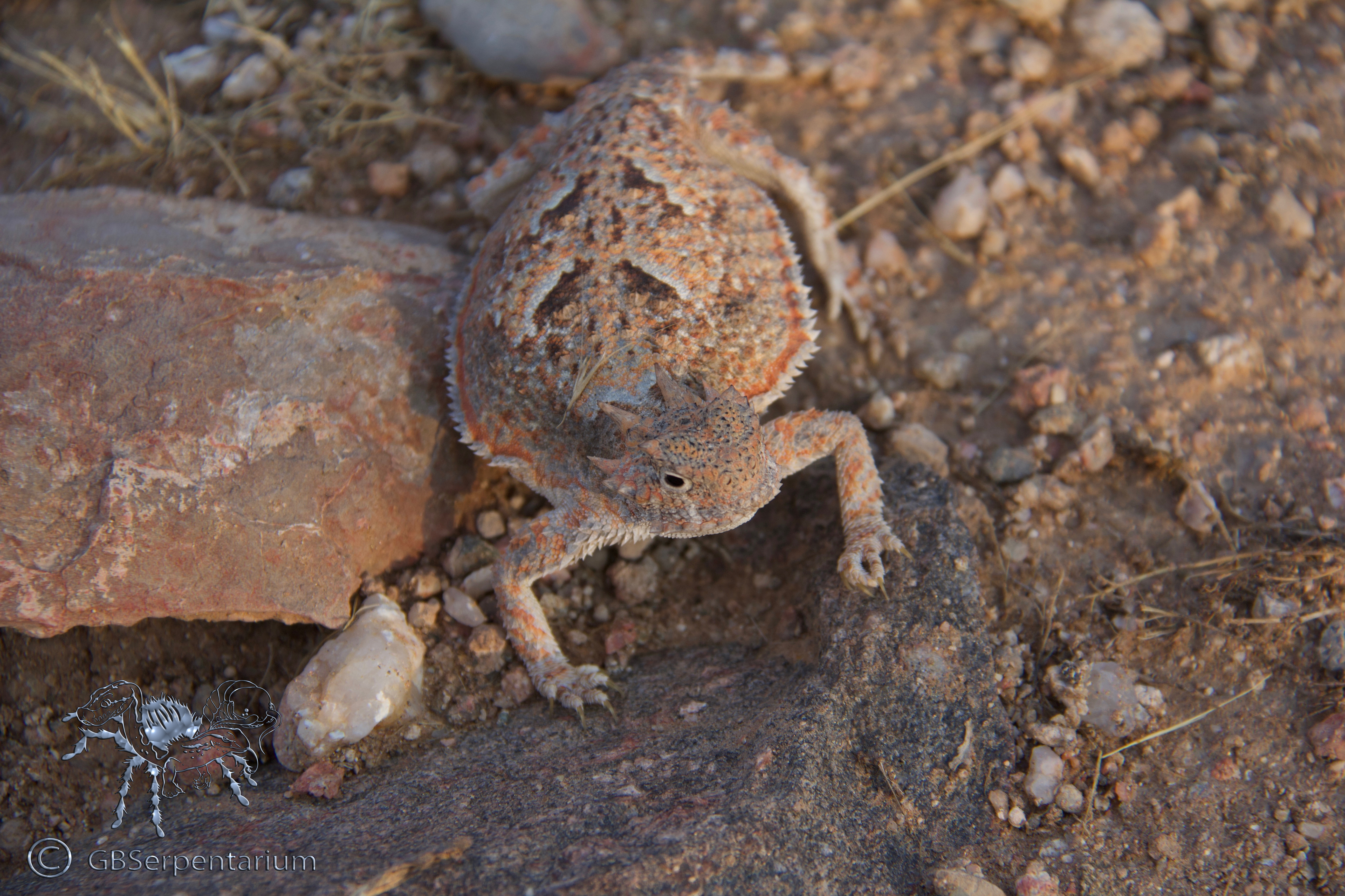Phryosoma platyrhinos calidiarium