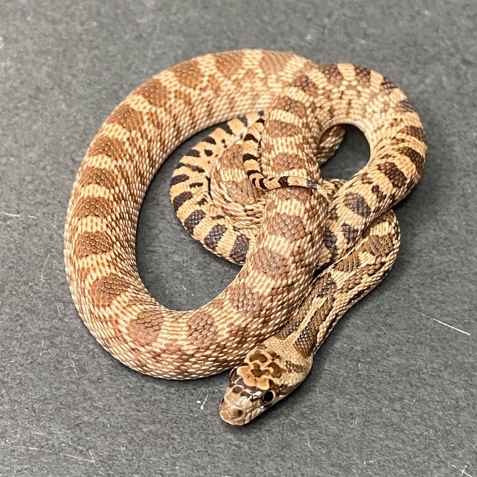 Thumbnail: Captive Bred Great Basin Gopher Snake (P. c. deserticola - Male ID: 25DG1M)