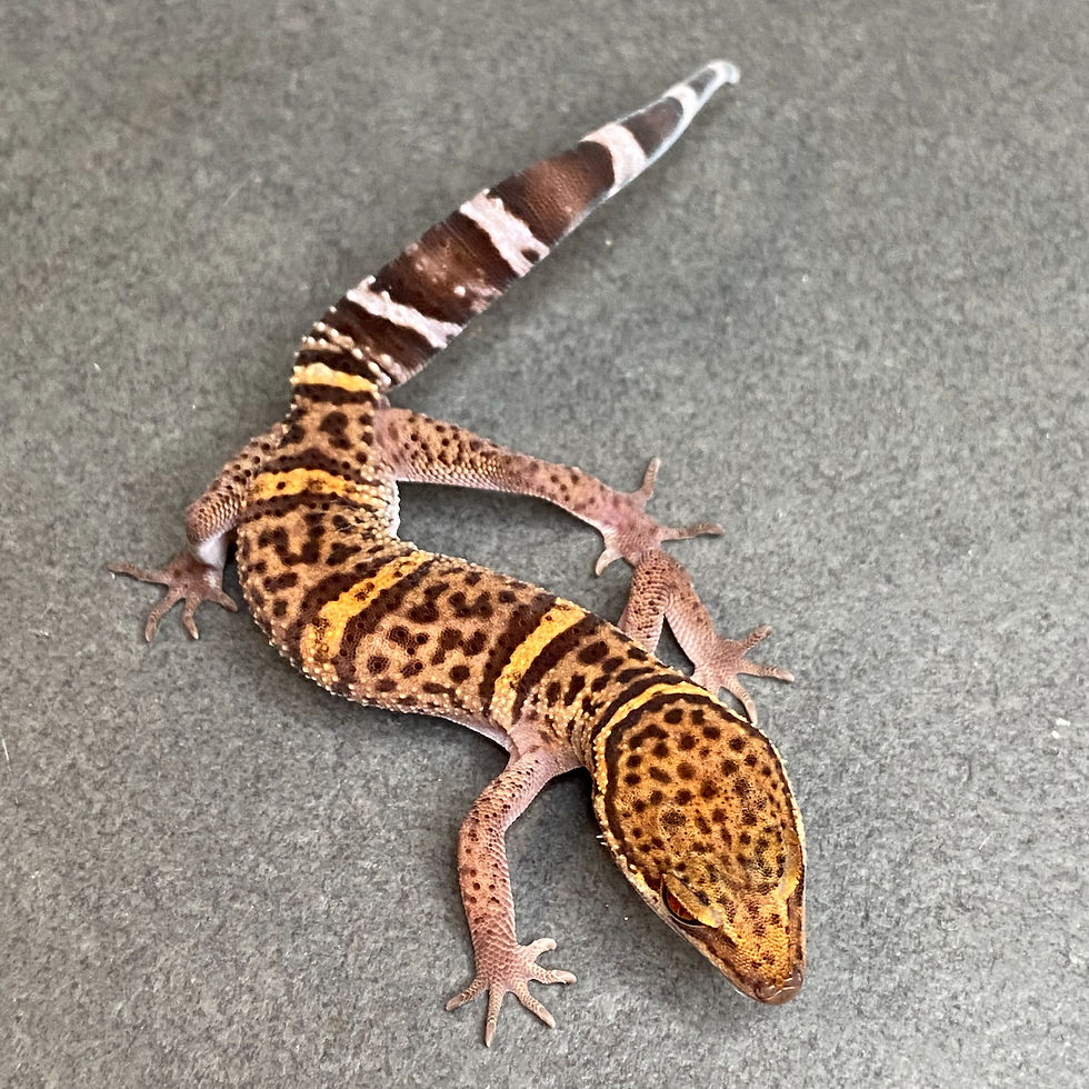 Thumbnail: Bawangling Cave Gecko (Male ID: 24GB2M)