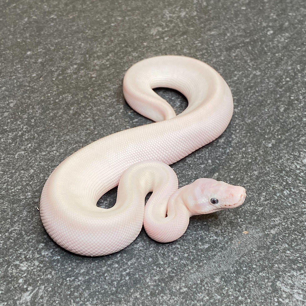 Thumbnail: Blue Eyed Leucistic Ball Python (Male - ID: 26Z6M)