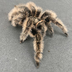 Tliltocatl albopilosus "Nicaragua"  (Mature Female)