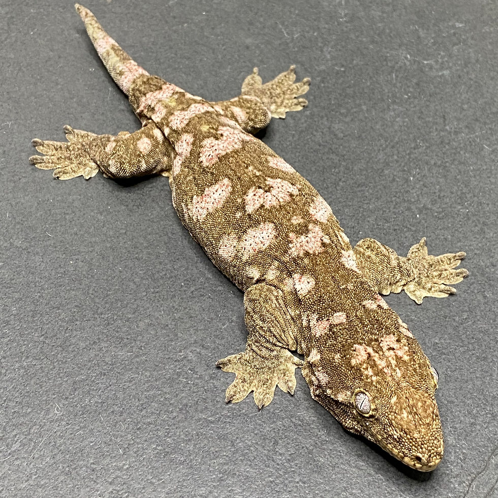 Thumbnail: Moro Leachianus Gecko (Female ID: 23JA1F)