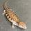 Thumbnail: Northern Blue Tongue Skink (ID: 25S10)