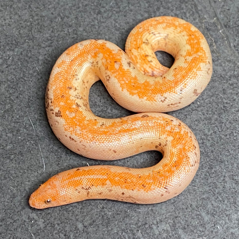Albino Striped Paradox Kenyan Sand Boa (Male- ID: 24JF4M)