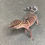 Thumbnail: Bawangling Cave Gecko (Female ID: 24EC1F)