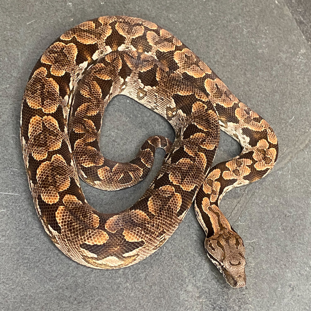 Dumeril's Boa (Male ID: 24IN8M)