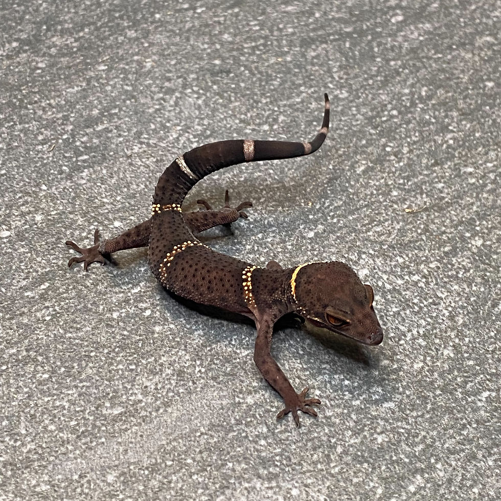 Thumbnail: Lichtenfelder's Cave Gecko (Female ID: 24FE1F)*