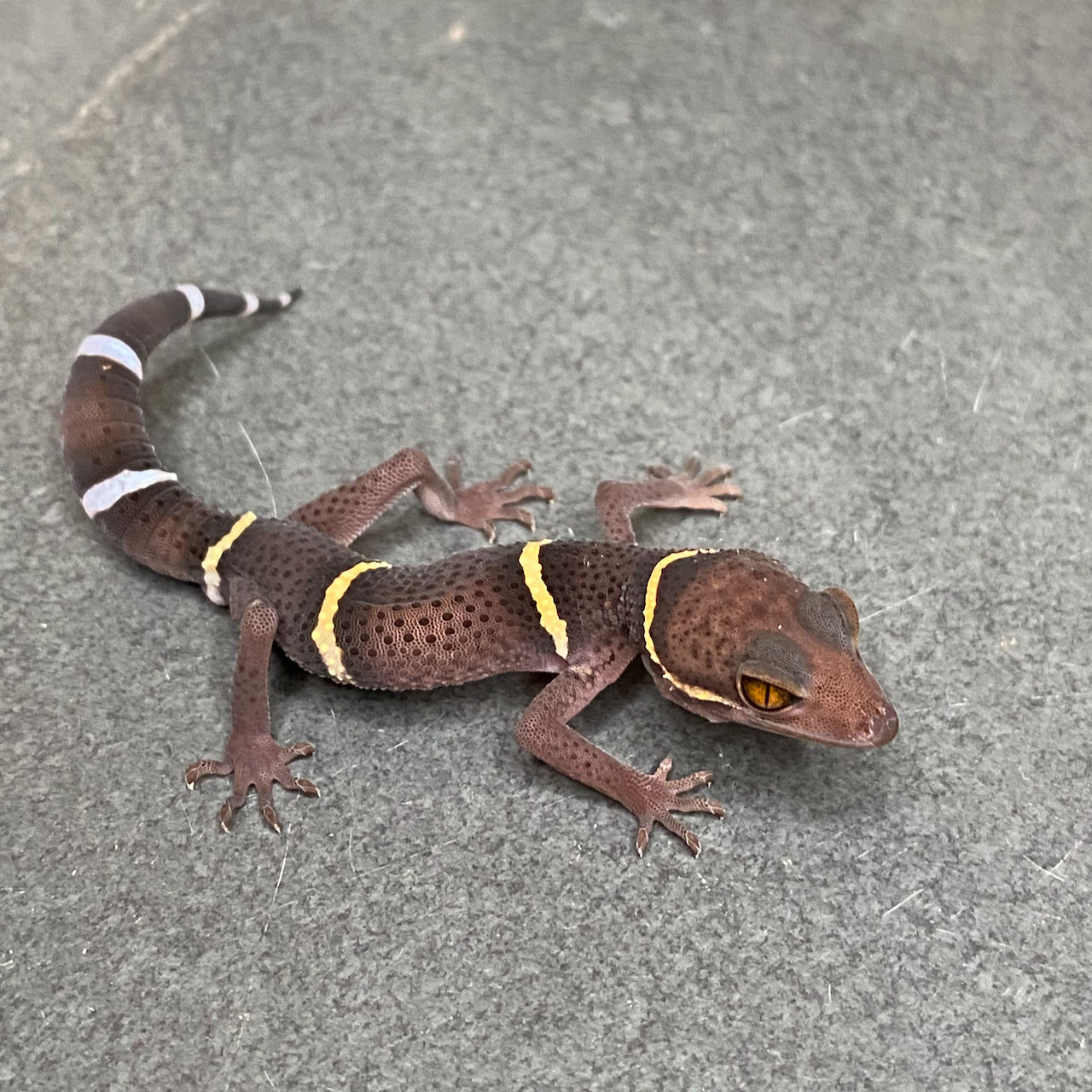 Chinese Cave Gecko (ID: 25AI2)