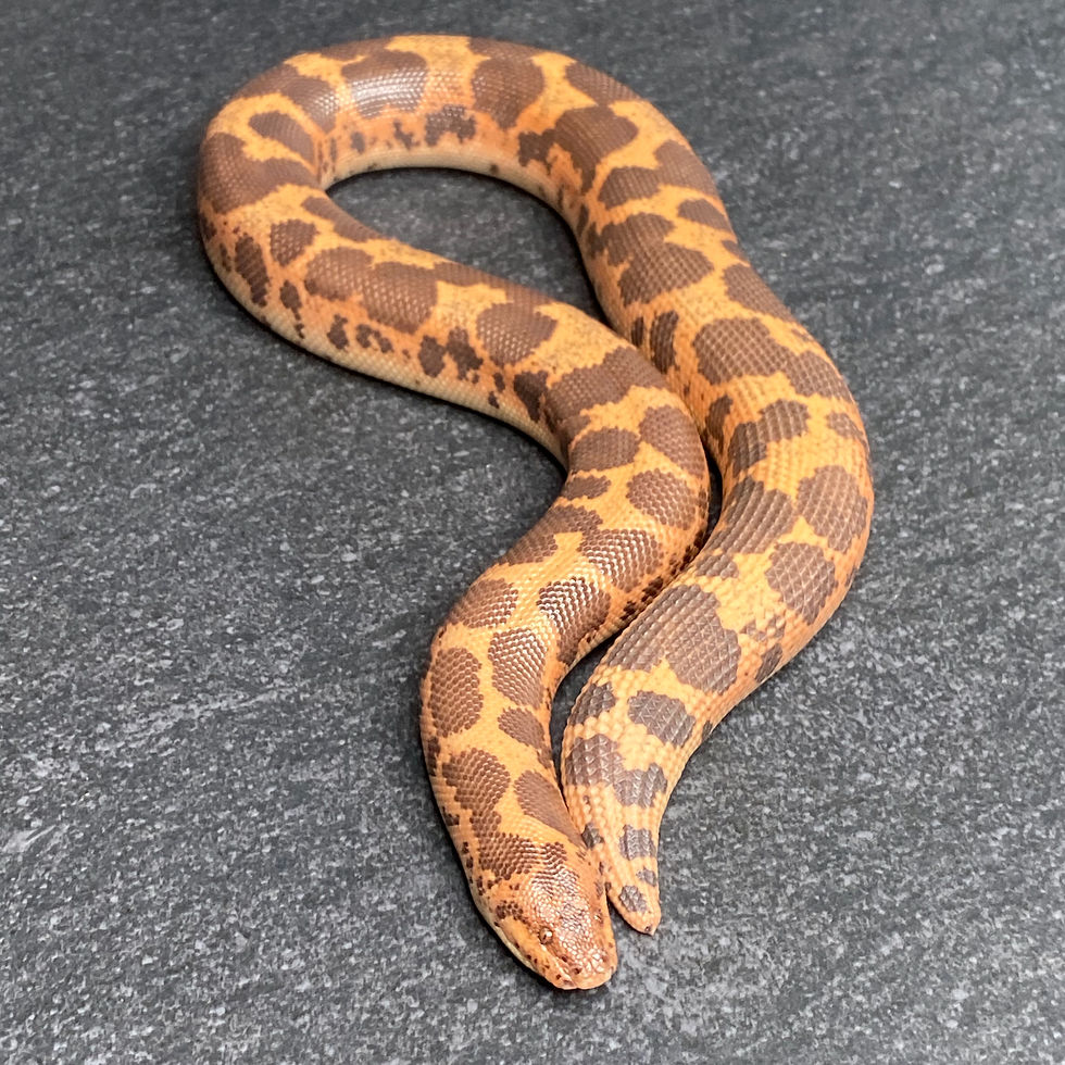 Thumbnail: Poss. Het. Paradox Albino Kenyan Sand Boa (Female- ID: 19GE16F)