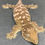 Thumbnail: Moro Leachianus Gecko (Female ID: 23HN1F)