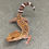 Thumbnail: Bawangling Cave Gecko (Male ID: 24GB2M)