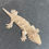 Thumbnail: Moro Leachianus Gecko (ID: 25CM2)