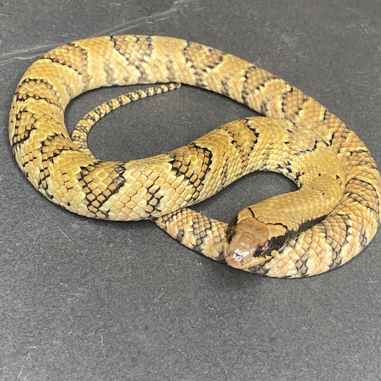 False Water Cobra (Hydrodynastes gigas - Female ID: 24GM8F) - No Utah Sales