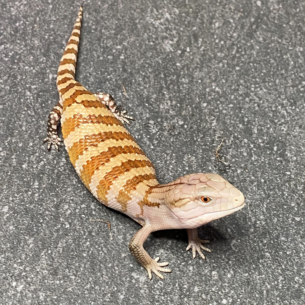 Thumbnail: Irian Jayan Blue Tongue Skink (ID:26BL8)