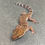 Thumbnail: Bawangling Cave Gecko (Male - ID: 24IH1M)