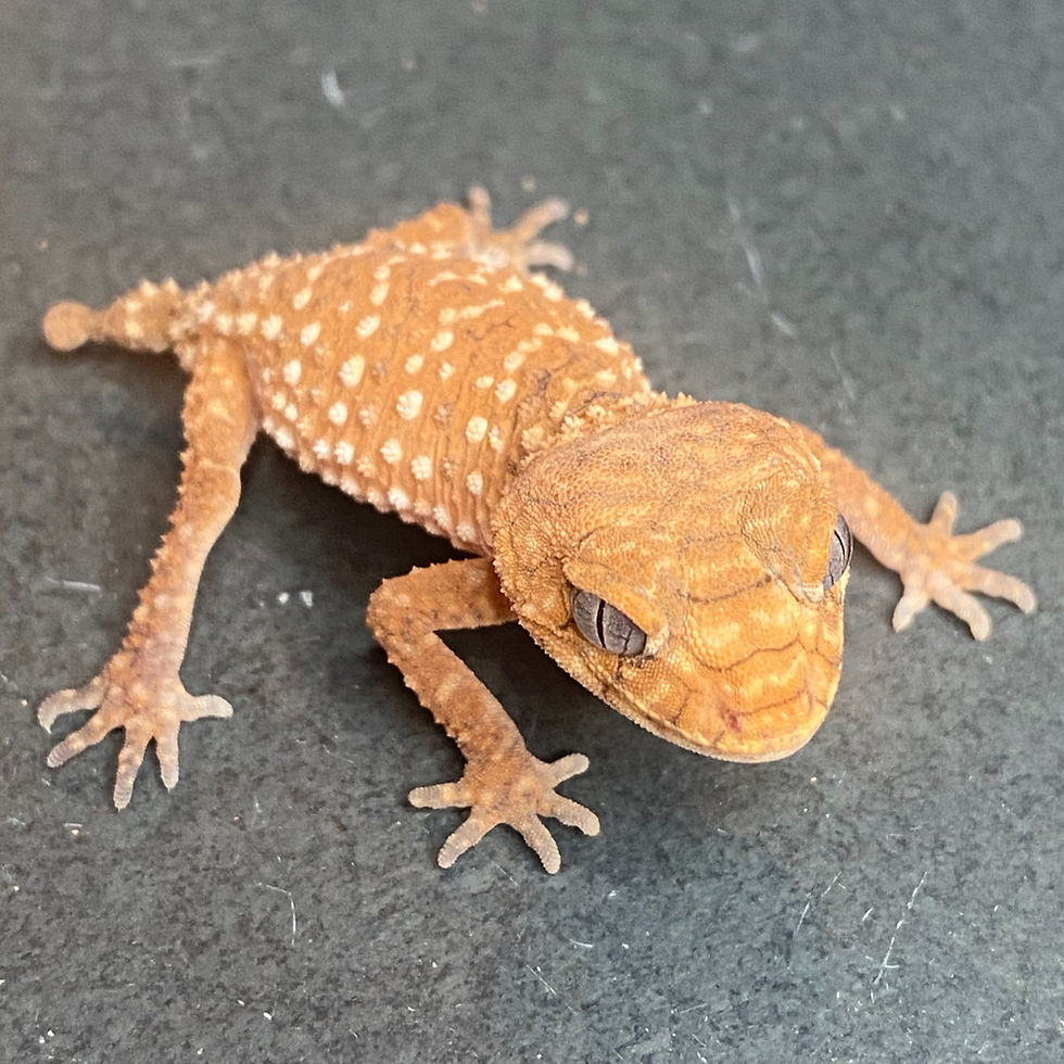 Thumbnail: Rough Knob-Tailed Gecko (Nephrurus amyae) (ID: 25CF1)