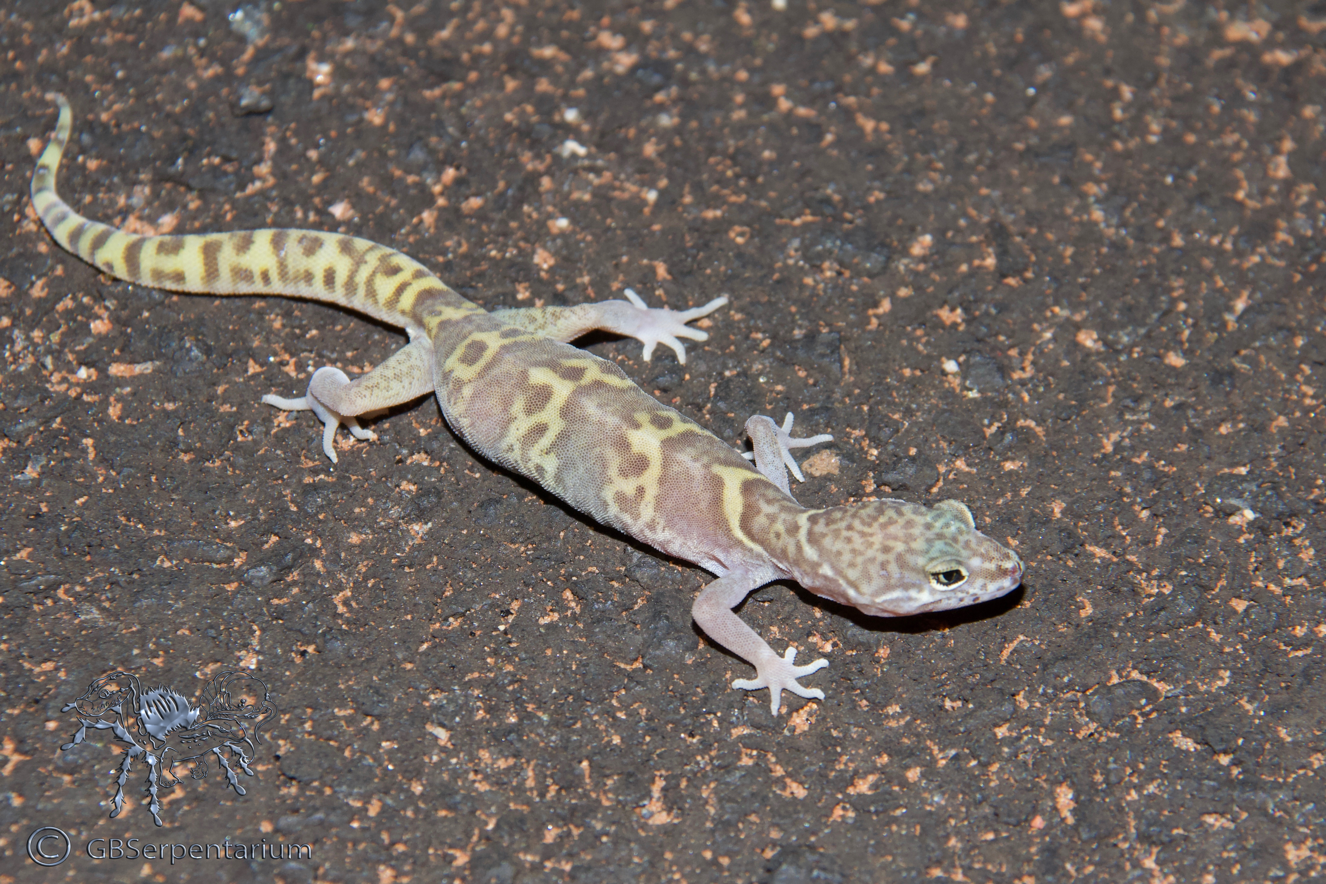 Coleonyx variegatus utahensis