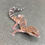 Thumbnail: Bawangling Cave Gecko (Male - ID: 24HQ2M)