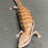 Thumbnail: Northern Blue Tongue Skink (ID: 25AM9)