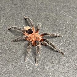Cyriocosmus perezmilesi (Ultimate Male)