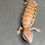 Thumbnail: Northern Blue Tongue Skink (ID: 25AM9)