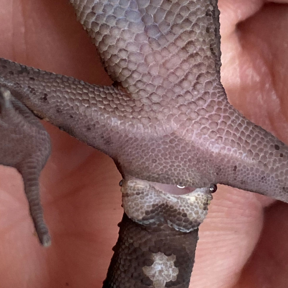 Thumbnail: Chinese Cave Gecko (ID: 25AJ1)