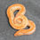 Thumbnail: Albino Striped Paradox Kenyan Sand Boa (Male- ID: 24JF4M)