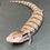 Thumbnail: Merauke Blue Tongue Skink (ID: 24CT11) - Captive Bred!