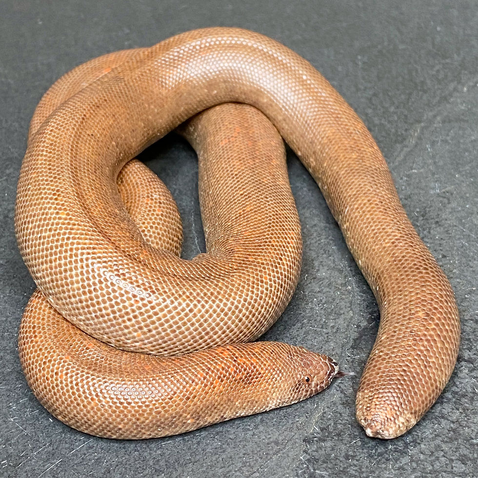 Eryx johni - ID:18CX1M - Indian Sand Boa