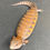 Thumbnail: Northern Blue Tongue Skink (ID: 25AM7)