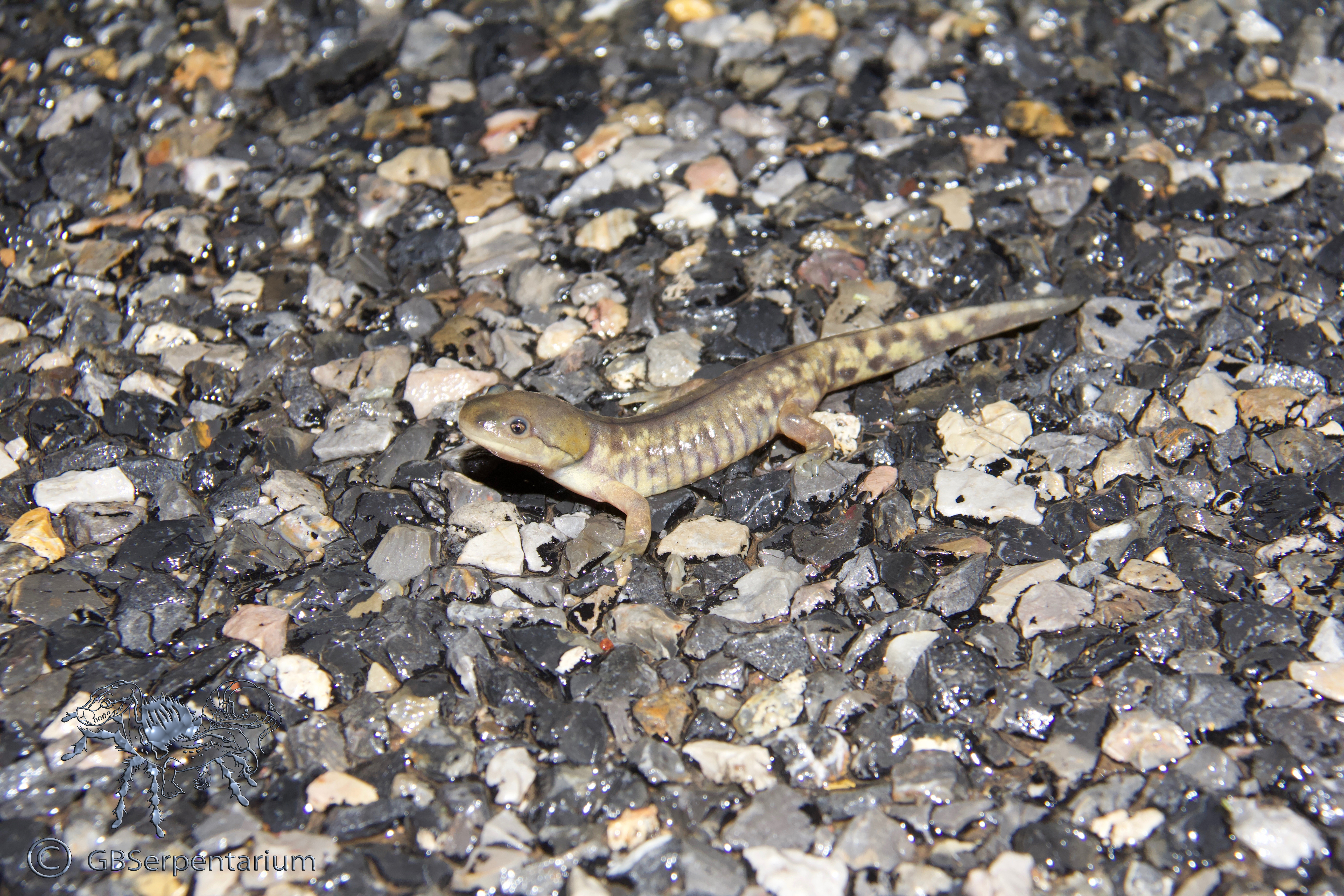 Ambystoma mavortium nebulosum