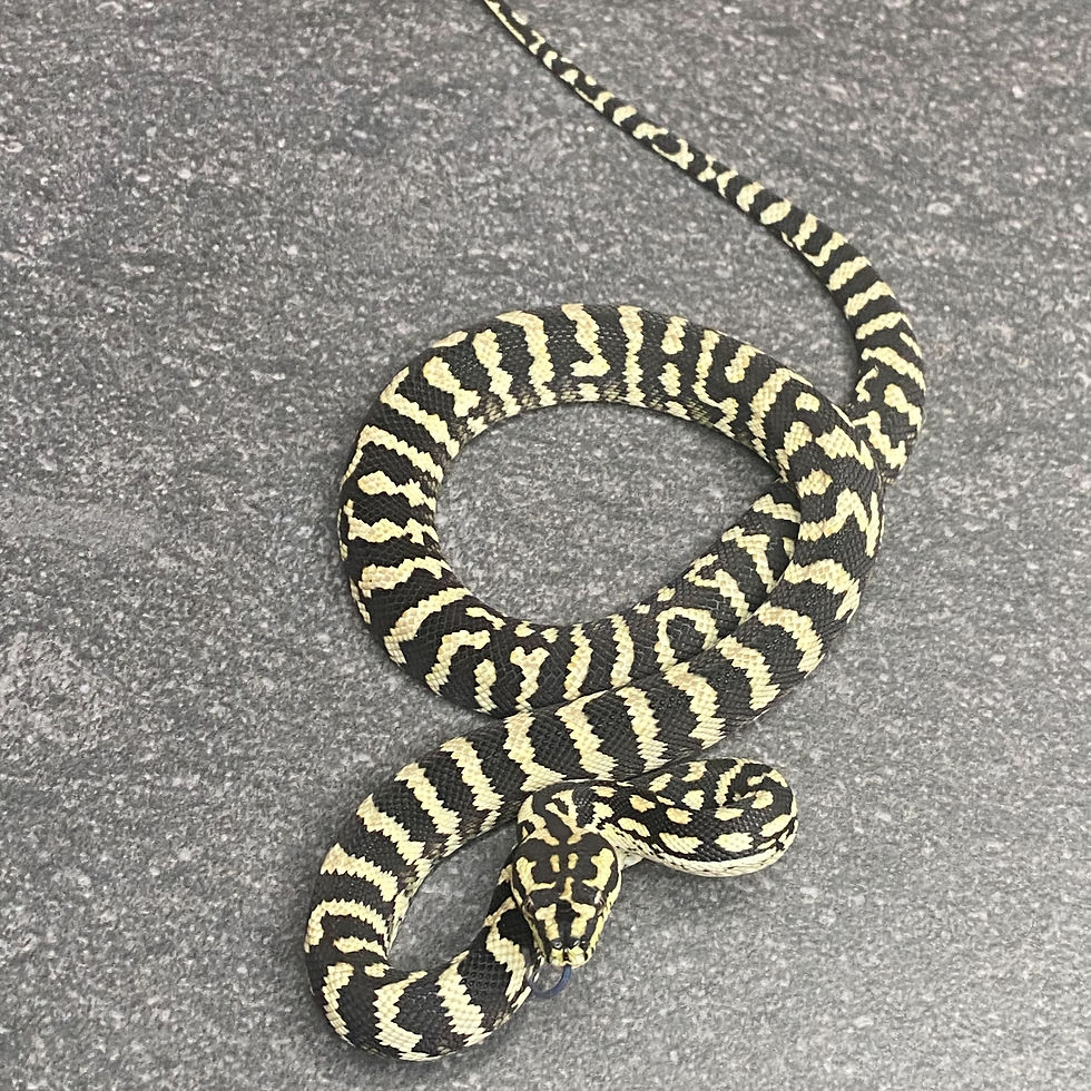 Thumbnail: Jungle Carpet Python (Female - ID: 25CJ14F)