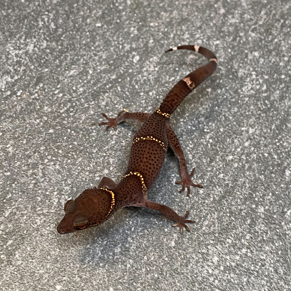 Thumbnail: Lichtenfelder's Cave Gecko (Female ID: 24GE1F)*