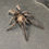 Thumbnail: Phlogius sp. "Black"